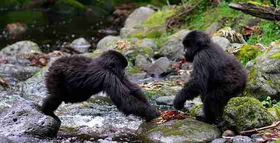 baby gorillas