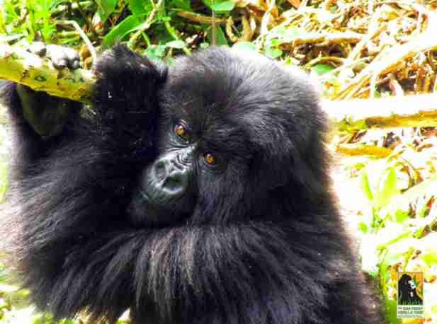 fasha gorilla
