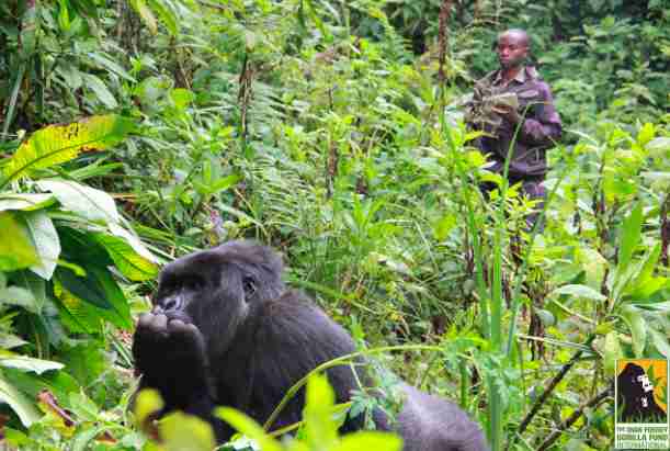 gorilla tracker