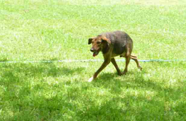 short spine dog vlad