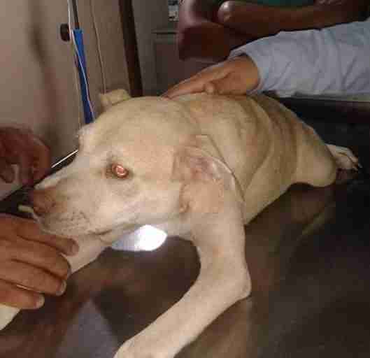 short spine dog