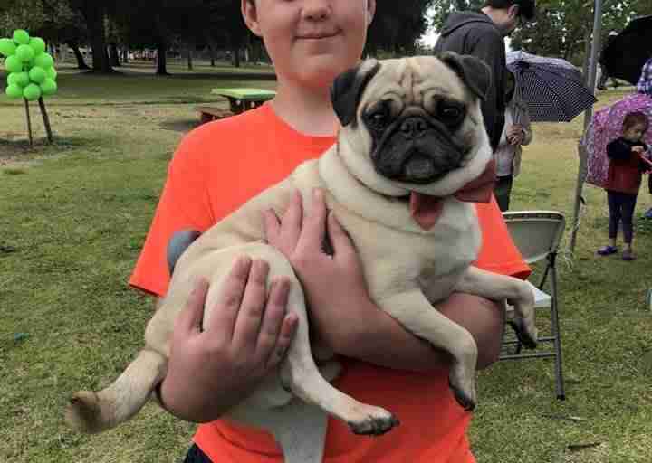 boy with autism has a pug party