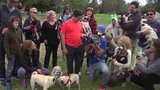 boy with autism has a pug party