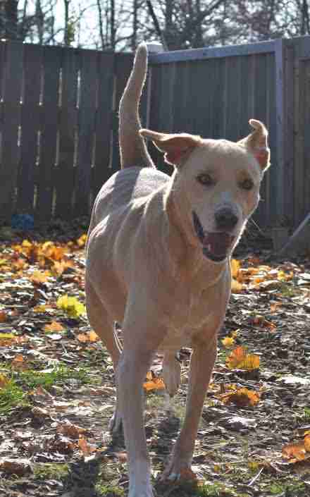 Shelter dog running in sun