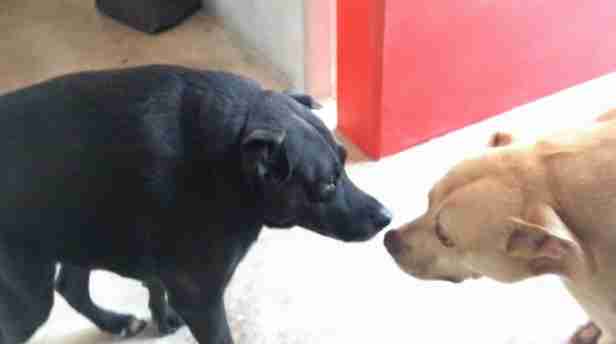 short spine dogs