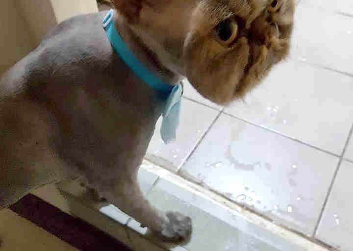 cat mask