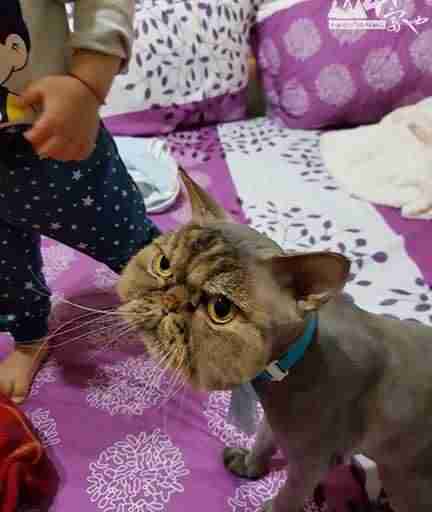 cat mask