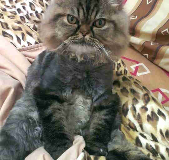 cat mask
