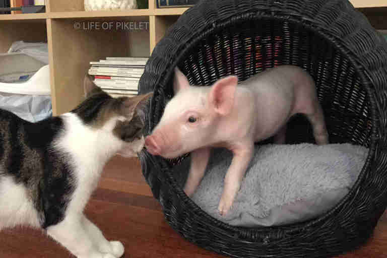 piglet puppies and kittens are growing up together