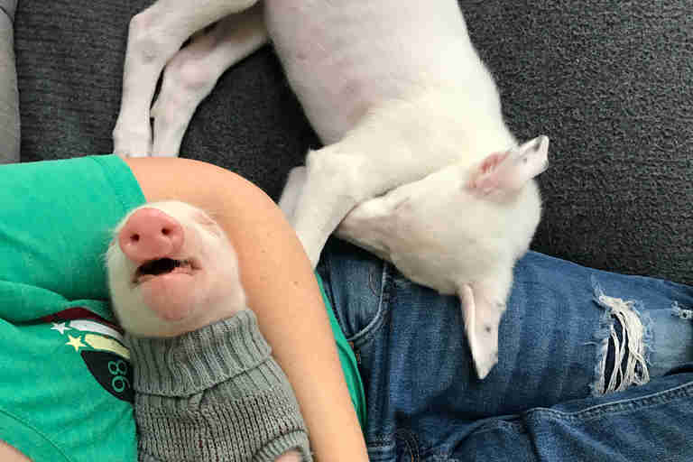 piglet puppies and kittens are growing up together