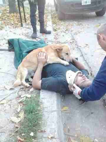 dog comforts owner injured in fall