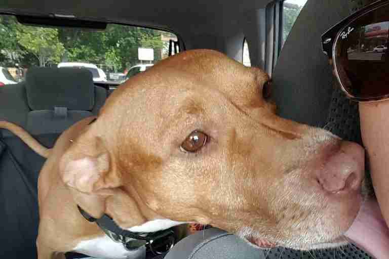 dog hit by car needs a home