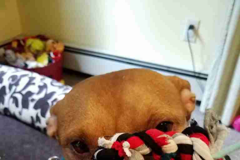 Dog hit by car needs home