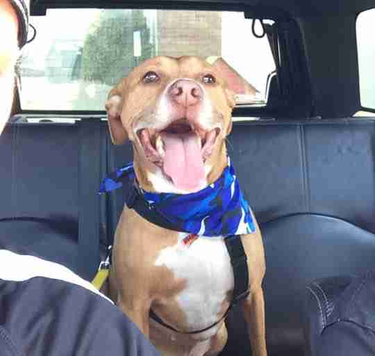 dog hit by car needs home