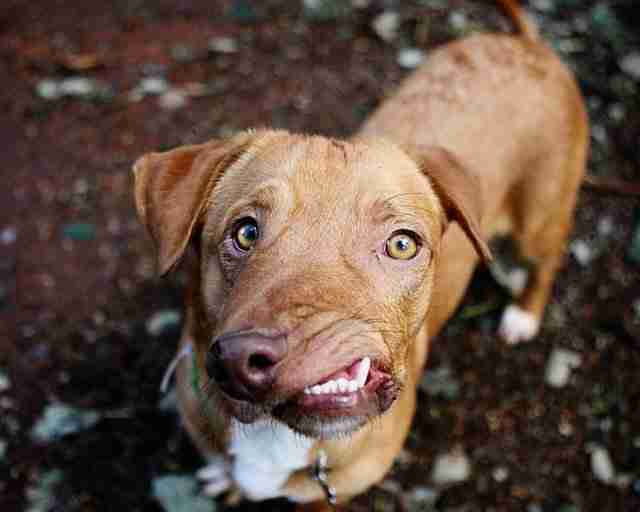 animals in pet stores