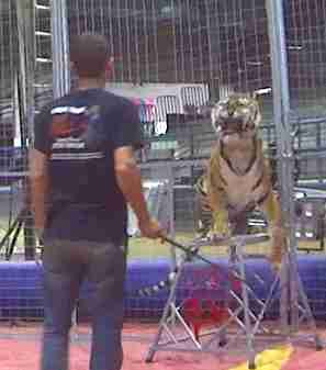 circus tiger being trained