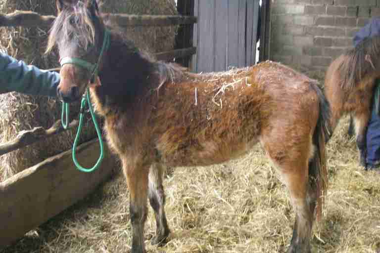 rescue pony horse show