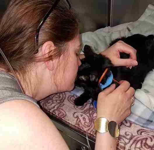 dog finds cat after fire