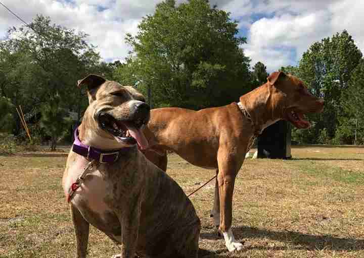 dog best friends abandoned