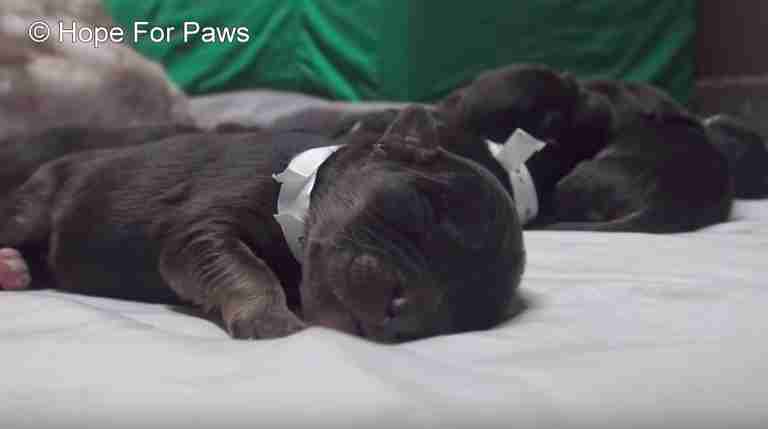 pregnant homeless dog
