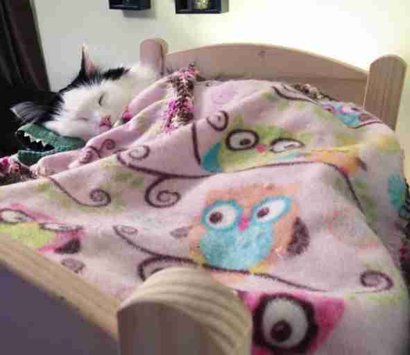 cat sleeps in doll bed