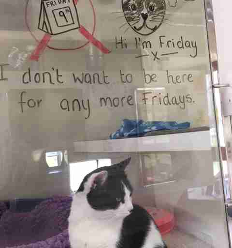decorated cat enclosure