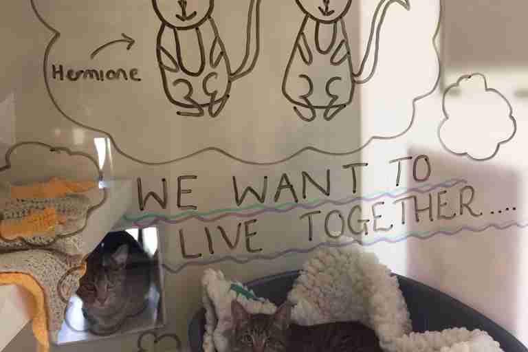 decorated cat enclosure