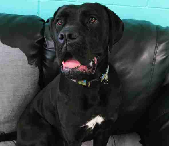 dog returned to shelter