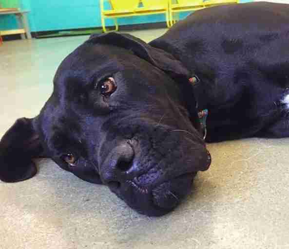 dog returned to shelter
