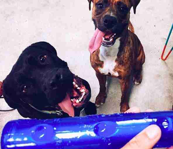 dog returned to shelter