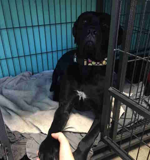 dog returned to shelter