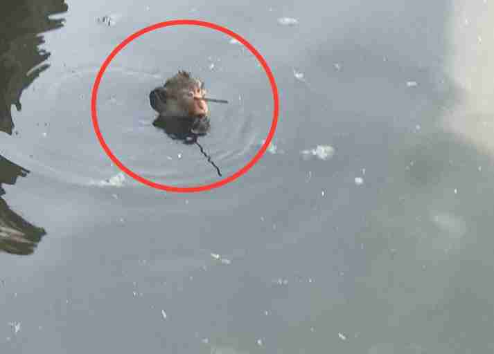 Injured monkey in water