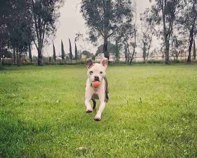 dog with cleft palate