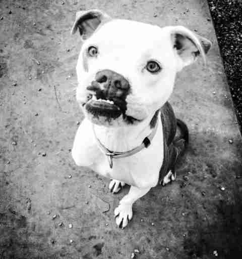 dog with cleft palate