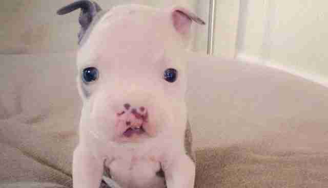dog with cleft palate