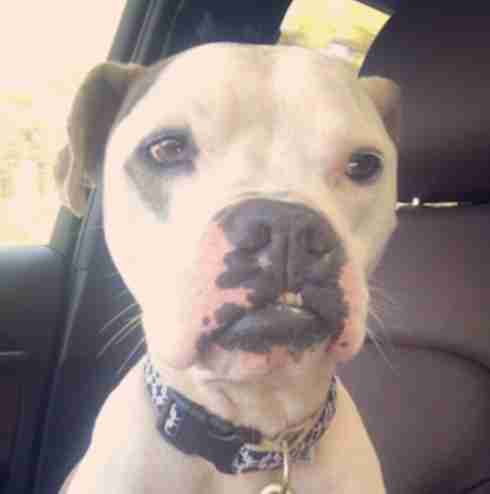 dog with cleft palate