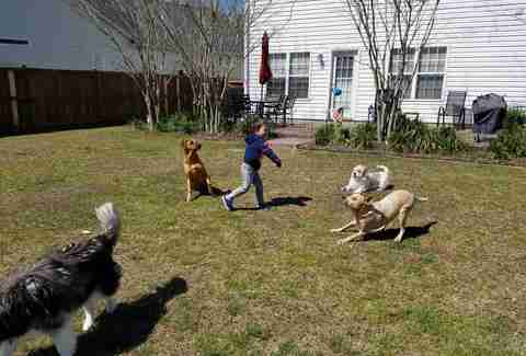 little boy helps pit bulls