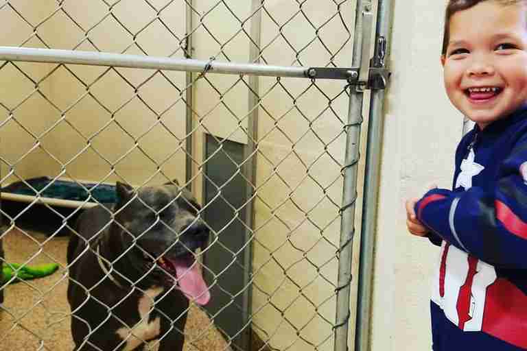 little dog helps pit bulls