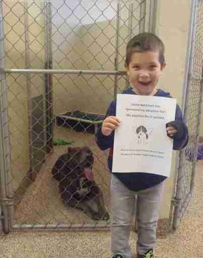 little boy helps pit bulls