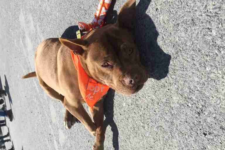 dog homeless for 9 years