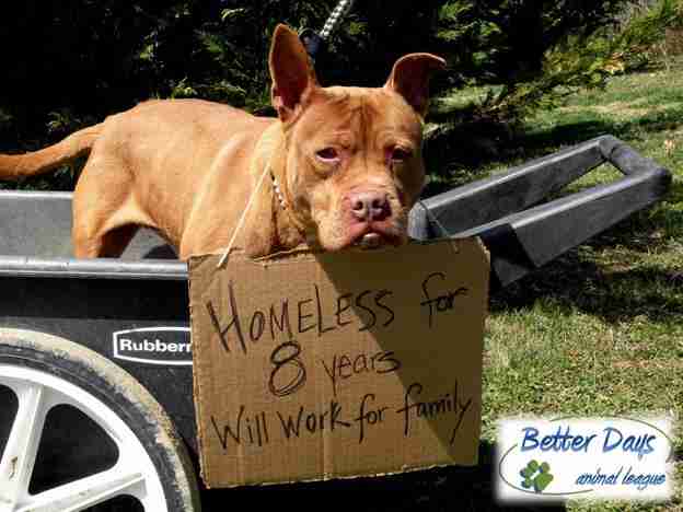 dog homeless for 9 years