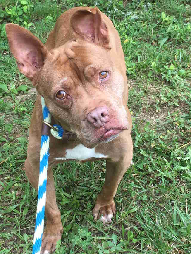 dog homeless for 9 years