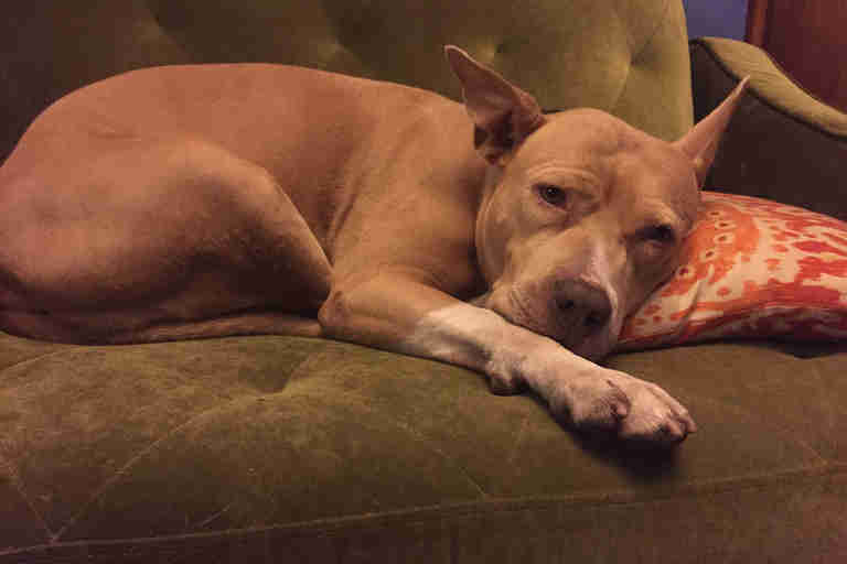 pit bull