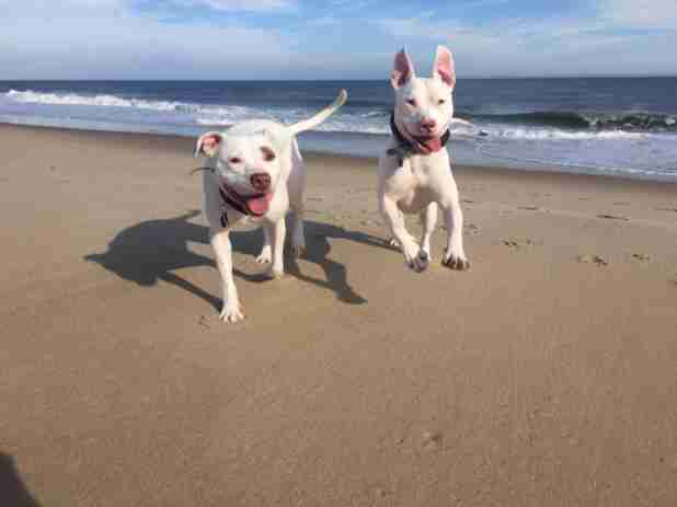 pit bulls BSL