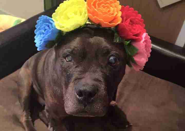 blind pit bull
