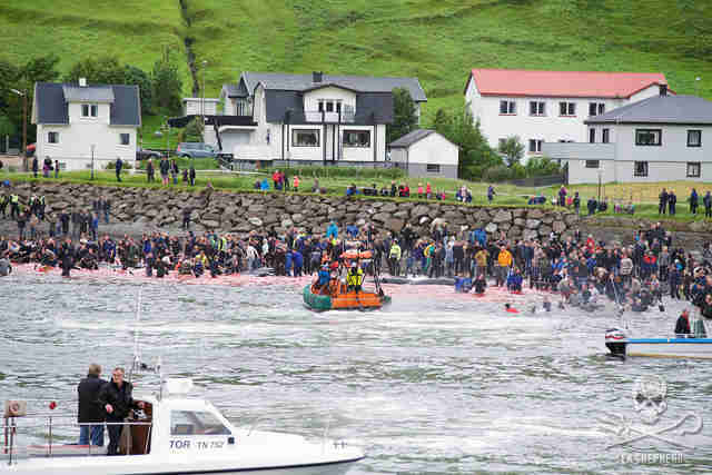 Faroe Islands whale killings