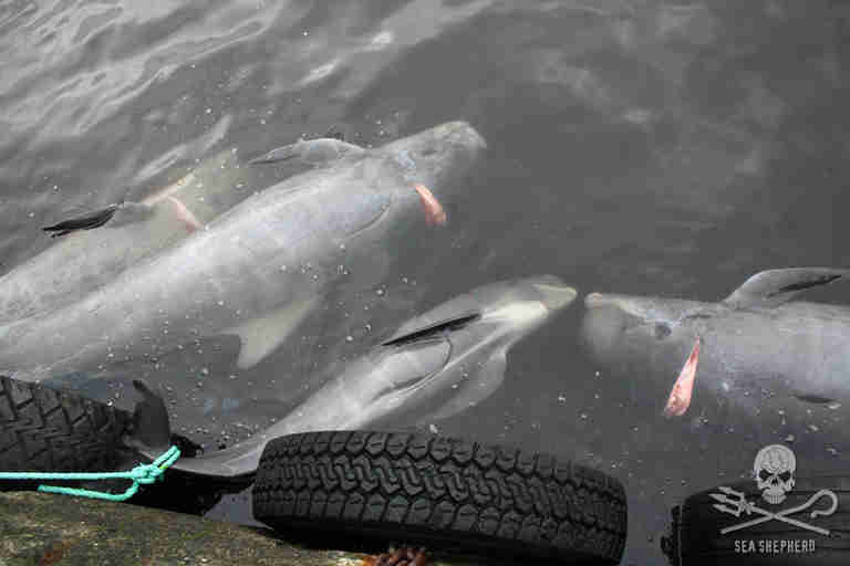 Pilot whale grave in the Faroe Islands