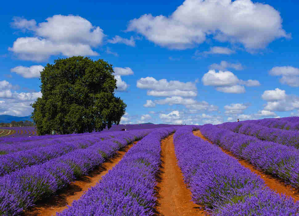 Bridestowe Lavender Estate