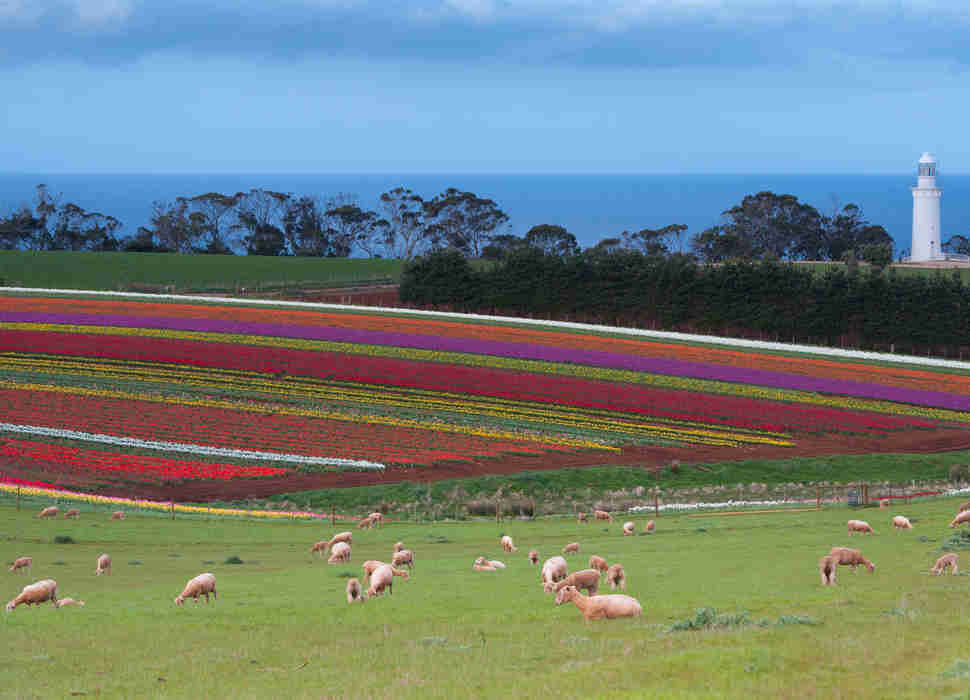 Table Cape Tulip Farm and Lighthouse