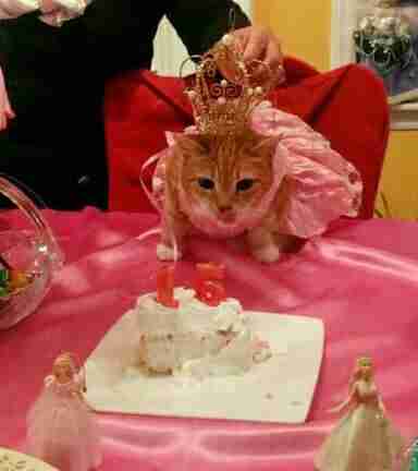 cat quinceanera